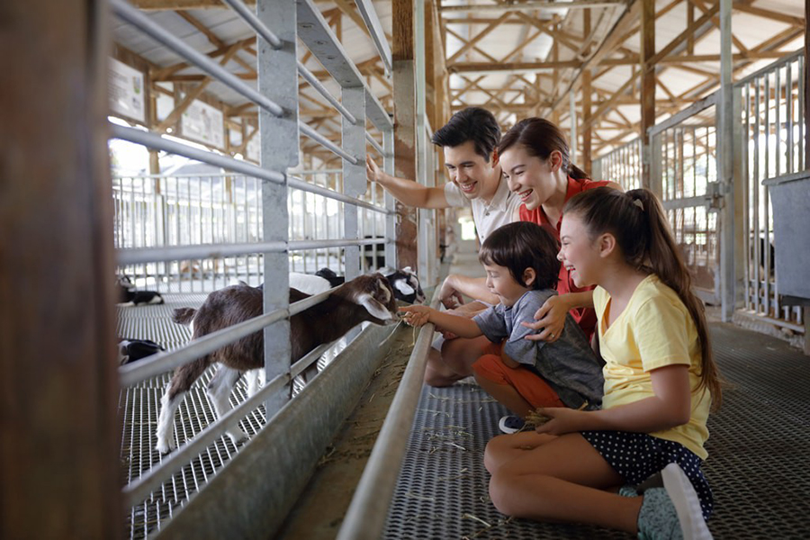 Hay dairies goat farm.